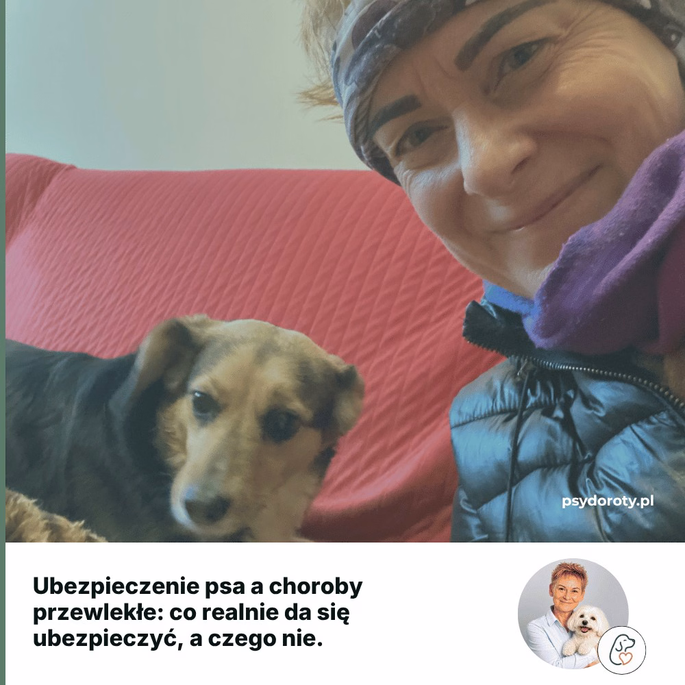 Ubezpieczenie psa a choroby przewlekłe: co realnie da się ubezpieczyć, a czego nie