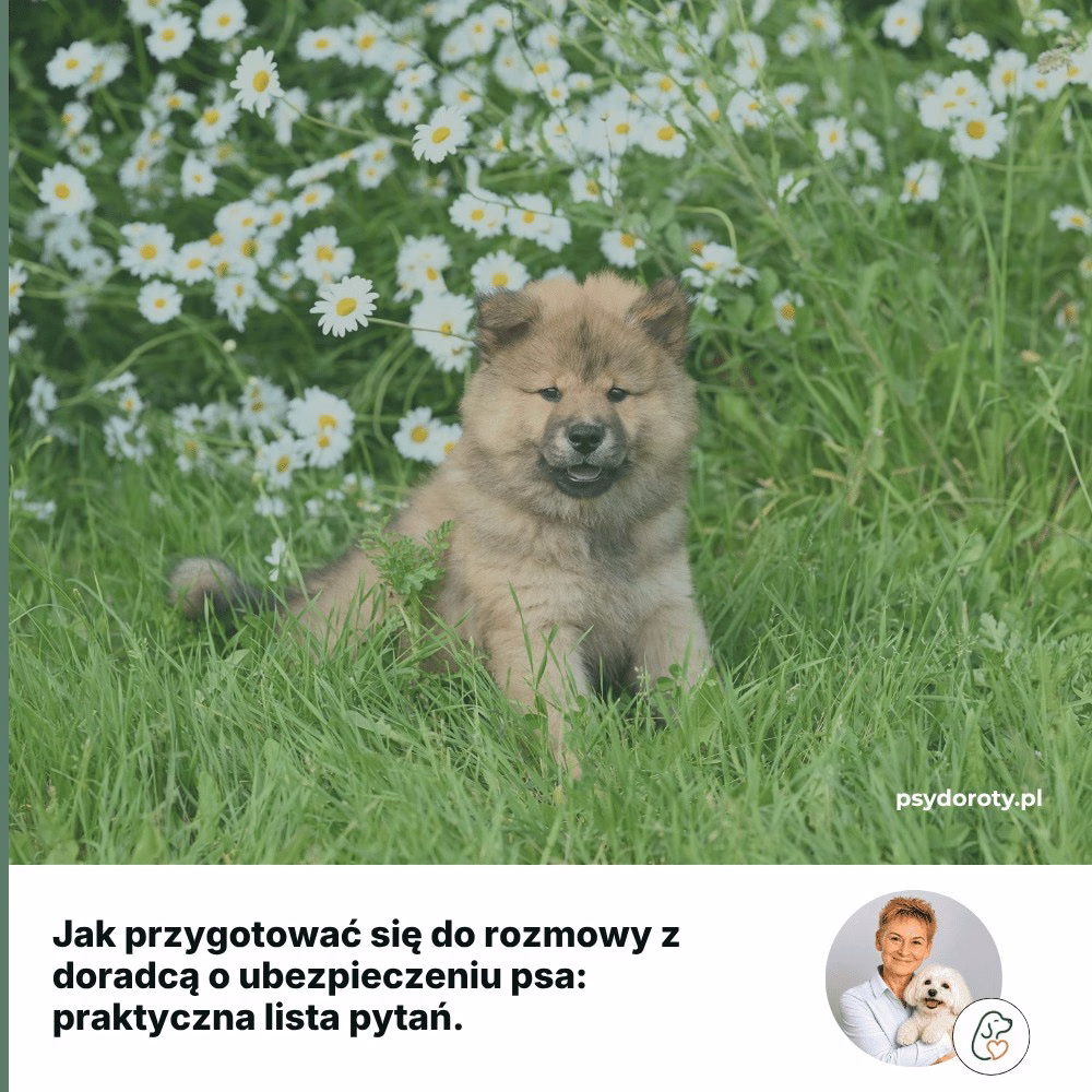 Jak przygotować się do rozmowy z doradcą o ubezpieczeniu psa: praktyczna lista pytań